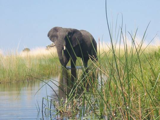Botswana Fly-in Safari - 5 Days