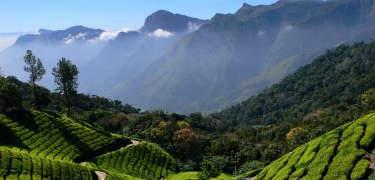 A view of a tea plantation