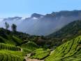 A view of a tea plantation