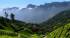 A view of a tea plantation