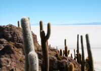 Salar de Uyuni - the world's largest salt flats with cactus in the foreground