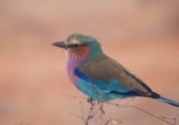 Lilac breasted Roller - National Bird of Botwana