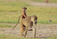 A monkey and her baby