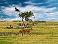 On the savannah in Botswana