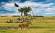 On the savannah in Botswana