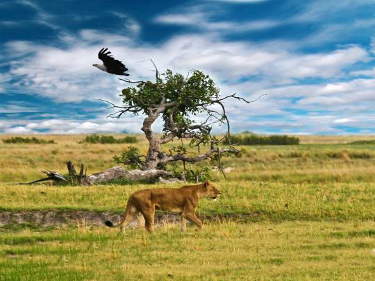 Best of Botswana - 11 Days