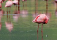 Flamingoes in Lake Nakuru. Spotted on our East Africa safaris.