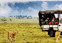 Checking out two lionesses on safari in East Africa.