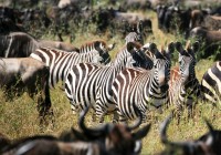 Zebra and wildebeest form a highly successful partnership. Found on most of our African Safaris