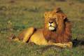A lion basking in the sun in the Masai Mara, Kenya