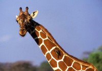A reticualted giraffe and a friend seen on safari in Africa.