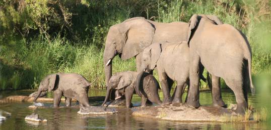 A herd of elephants