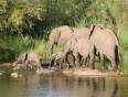 A herd of elephants