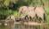 A herd of elephants