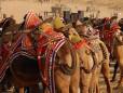 A camel fair in the desert near Bikaner. Flickr Credit Rajkumar 1220.
