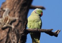 A Rose Ringed Parakeet spotted at Keoladeo National Park