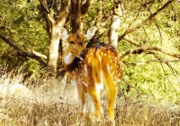 A baby chital in Kanha National Park