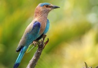 The brightly coloured Indian Roller Bird