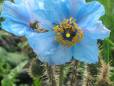The national flower of Bhutan - the Blue Poppy. Photo courtesy of Tourism Council of Bhutan