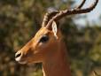 Antelope watching out for predators, Chobe