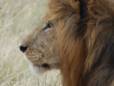 Lion in Moremi Game Reserve