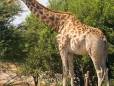 Giraffe in Moremi Game Reserve