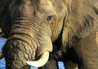 An African elephant cools off from the midday sun.
