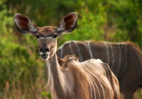 A female adult kudu chews her lunch on the banks of the River Chobe.