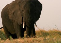 Chobe National Park is home to more elephants than anywhere else in Africa - come visit them on an A