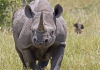 A rare sight of the Black Rhino in Botswana - come see for yourself on our African Safari Tours