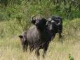 Buffalo in Sabi Sands Reserve