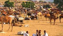Pushkar camel fair