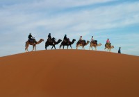Camel riding in the Sahara near the Erg Chebbi sand dunes
