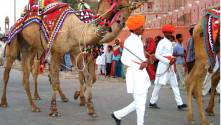 Colourful camels