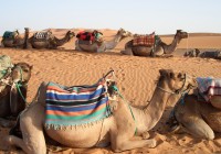 Camel sitting before being lead across the Sahara