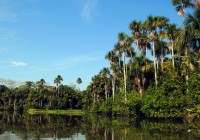The lush vegetation of the Amazon Rainforest is a sight to behold on our Amazon tours
