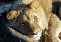 The lion sleeps tonight at the Garden Route Game Reserve on our Garden Route tours.