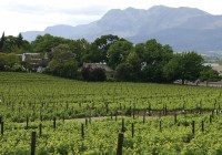 The vineyards of South Africa priduce some of the world's best wine. Sample some on our Southern Afr