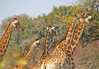 A group of giraffes spotted on one of our African Safaris