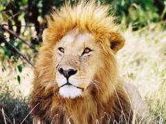 Proud lion!