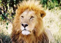 A proud lion sitting amongst the yellow grass