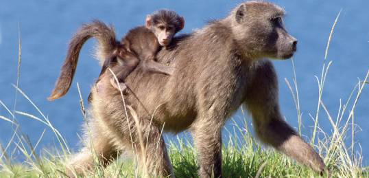 Baboon with baby in tow