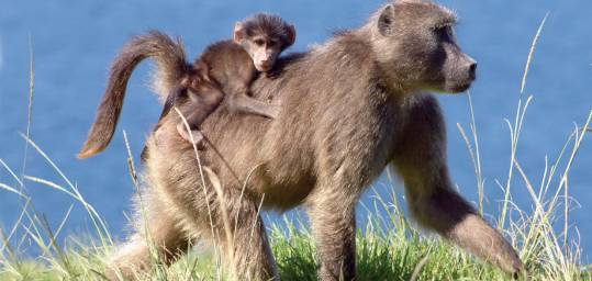 Baboon with baby in tow