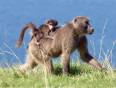 Baboon with baby in tow