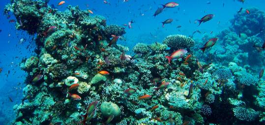 Brightly coloured tropical fish and coral in the Red Sea