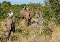 Taking an elephant safari in Zimbabwe on one of our African Safaris