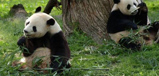 Pandas relaxing in Chengdu