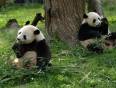 Pandas relaxing in Chengdu