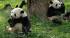 Pandas relaxing in Chengdu