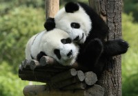 Two panda bears in Louguantai Wild Animal Breeding & Protection Centre in China